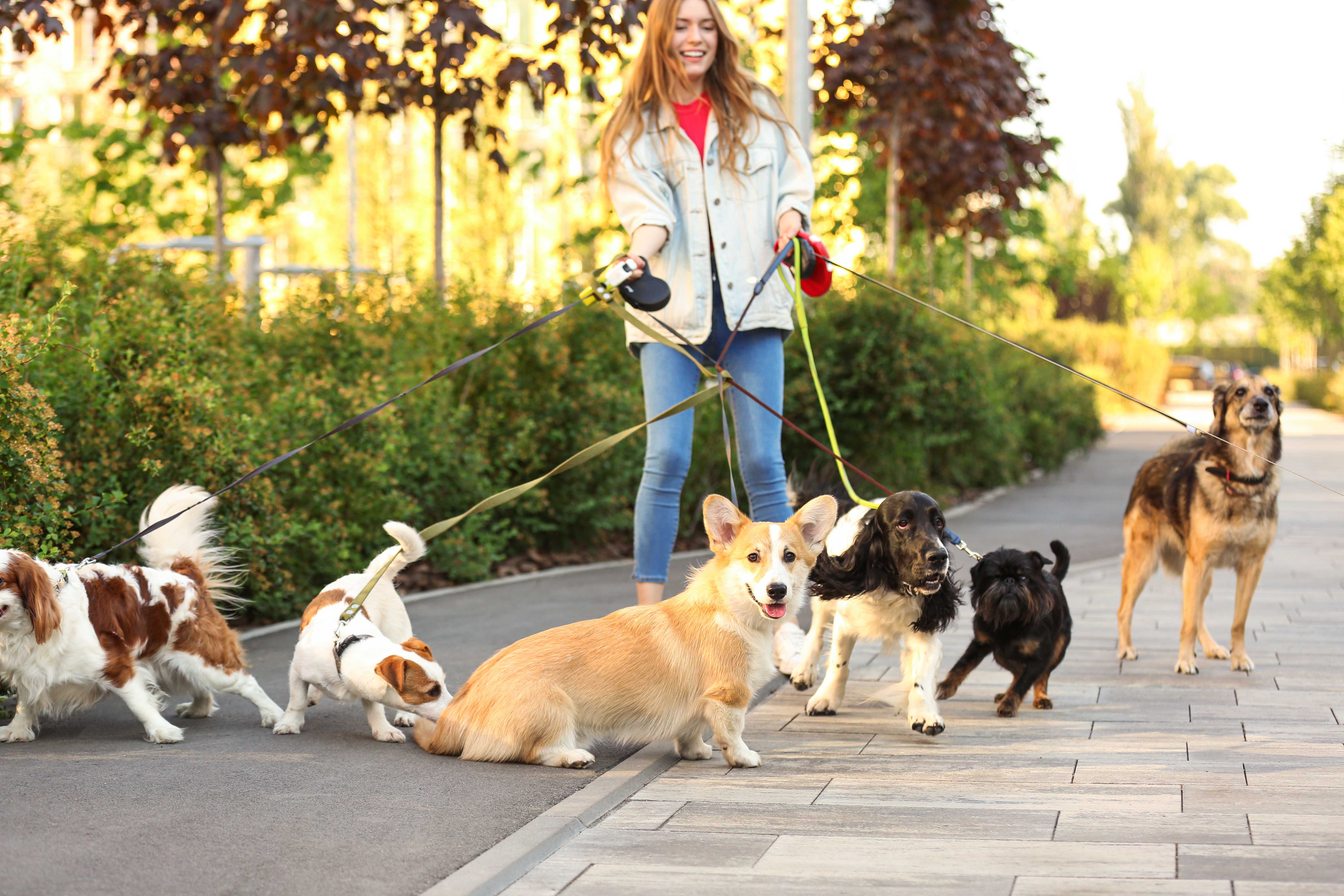 How to start a dog walking business a stepbystep guide