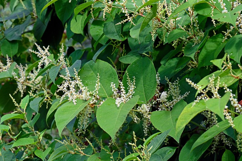 Japanese Knotweed