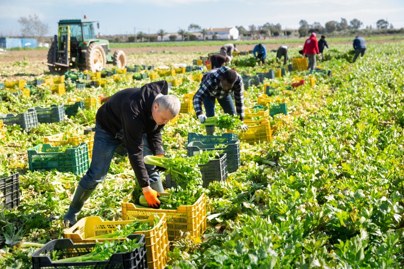 People harvesting vegetables