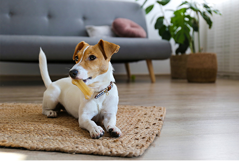 Dog in the living room of a rental property