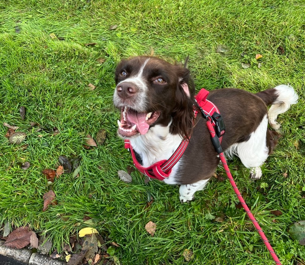 A happy looking dog takes a break from a walk on the grass.