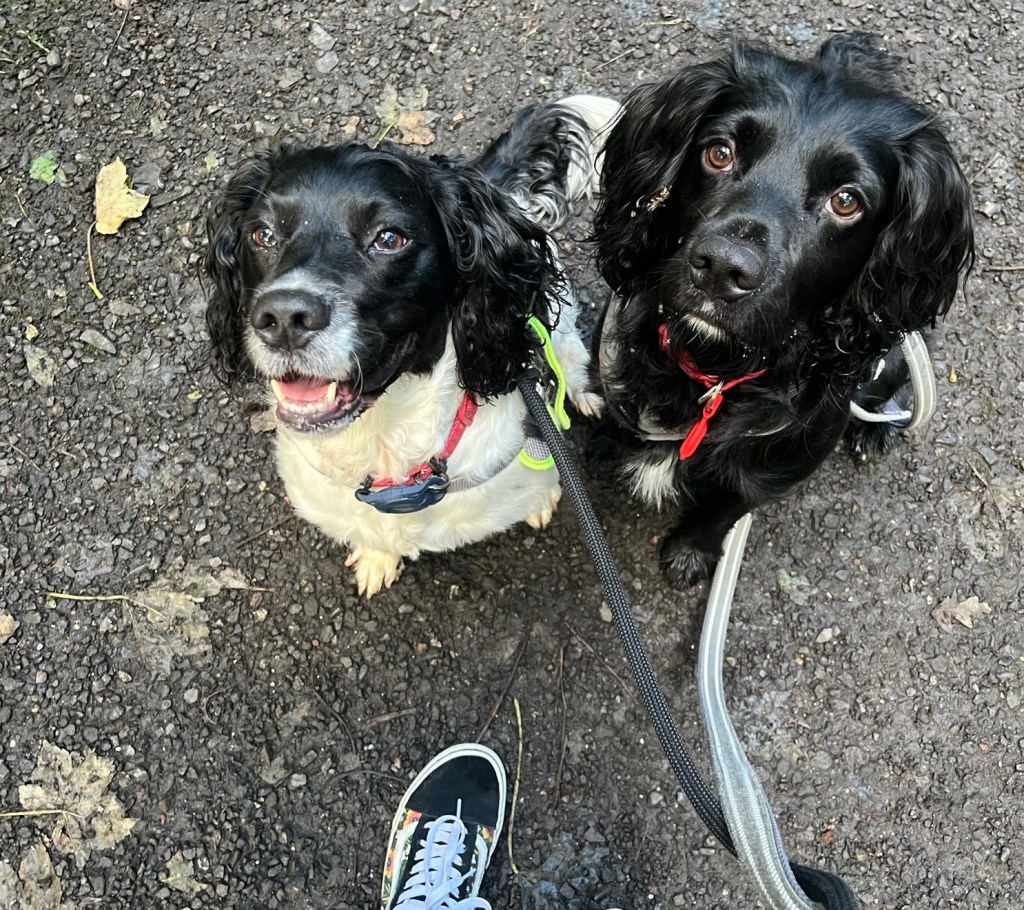 Two dogs on leads look up cutely at their dog walker.